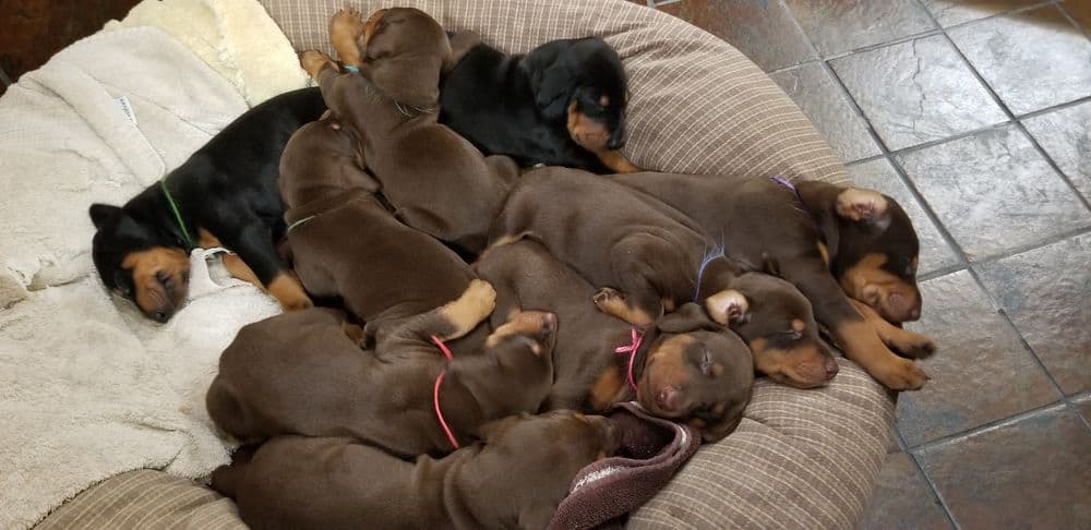 Doberman pinscher puppies