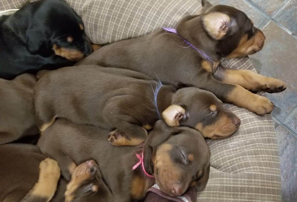 Doberman pinscher puppies