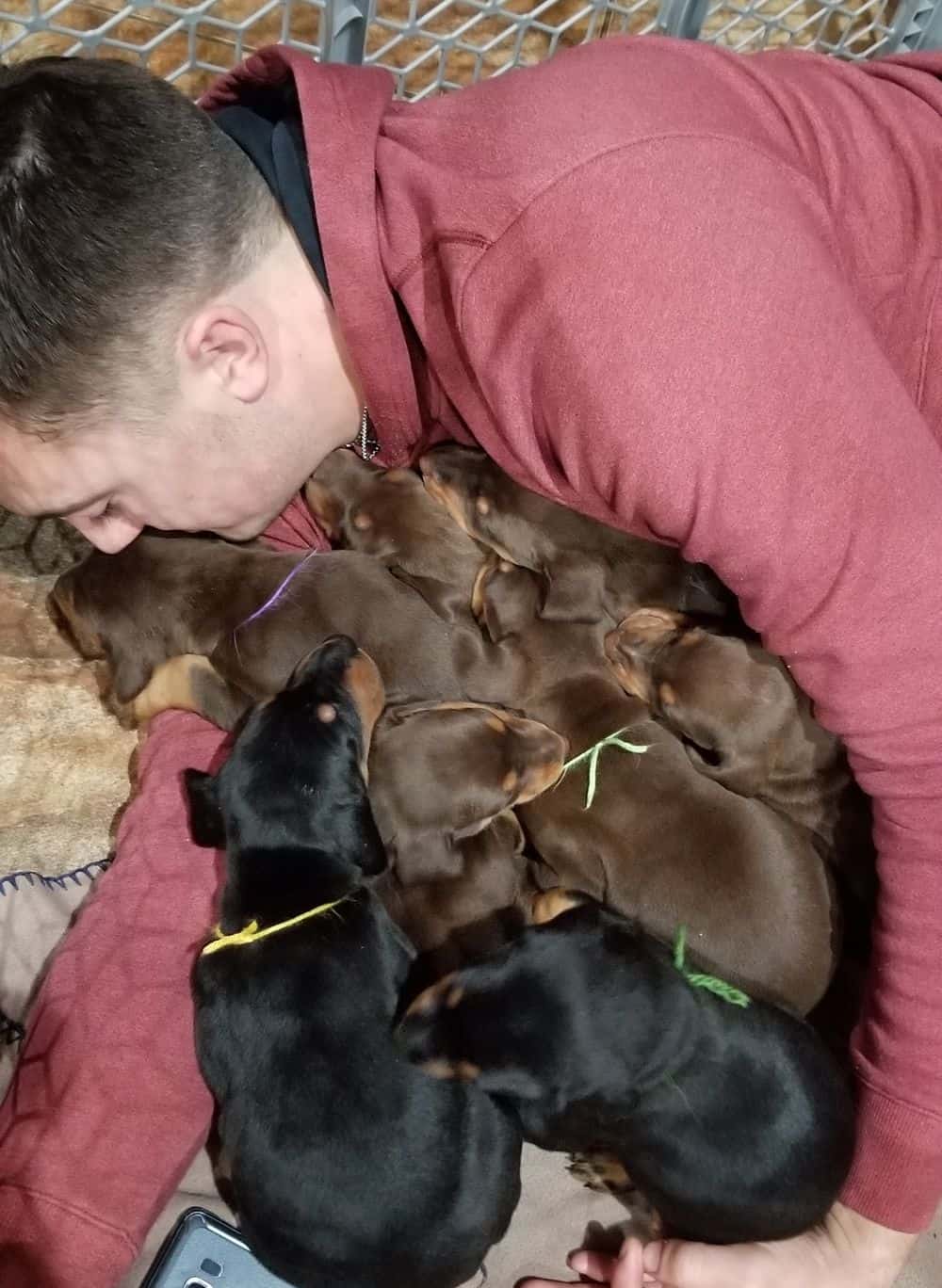 Doberman pinscher puppies cuddle