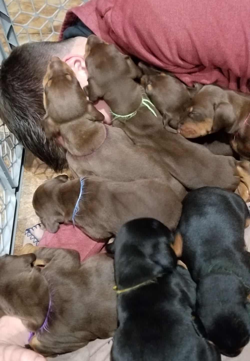 Doberman pinscher puppies cuddle