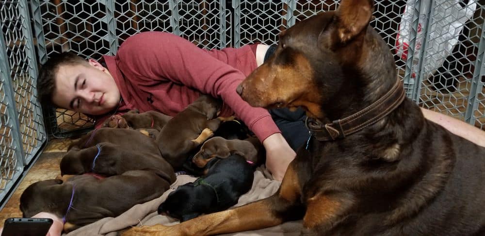 Doberman pinscher puppies cuddle