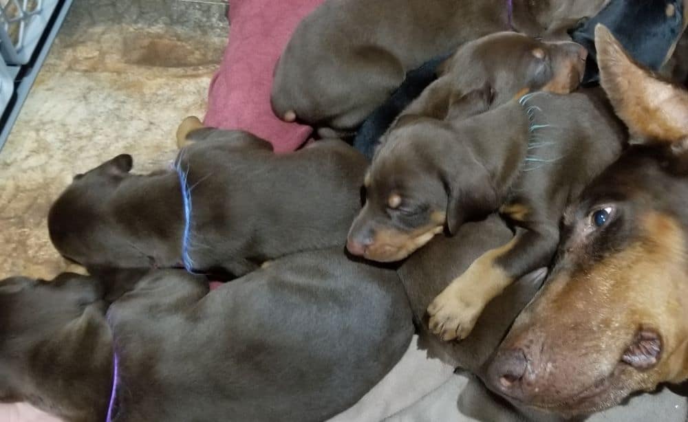 Doberman pinscher puppies cuddle