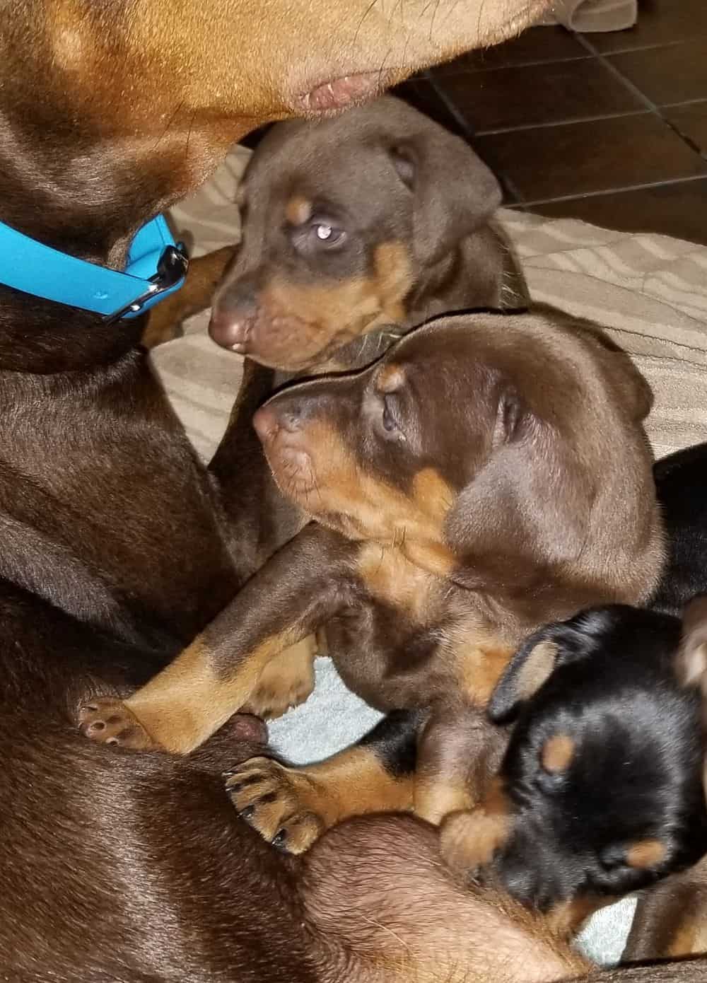 Doberman pinscher puppies