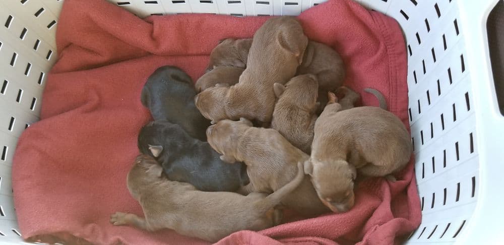 days old doberman puppies