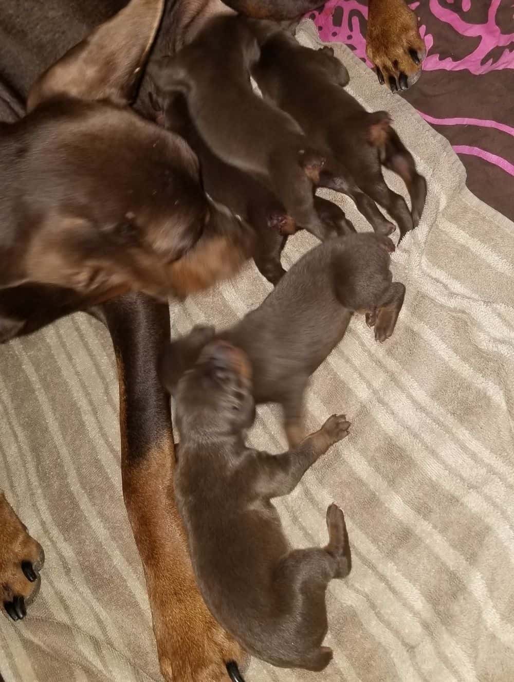 days old doberman puppies