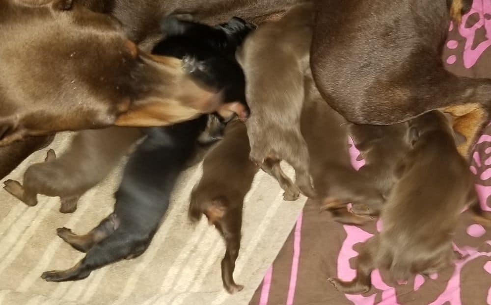 days old doberman puppies