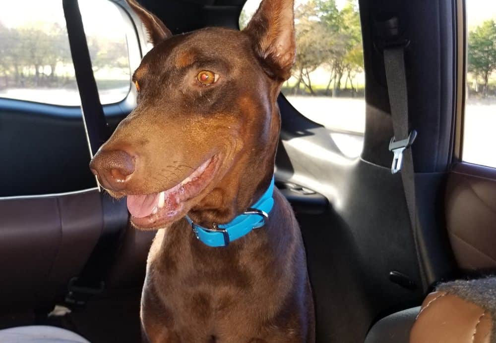 days old doberman puppies