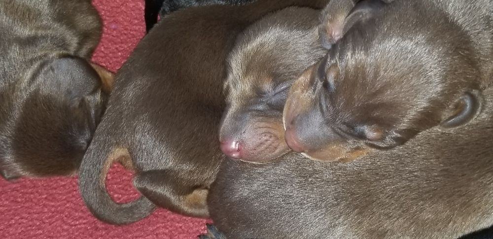 days old doberman puppies