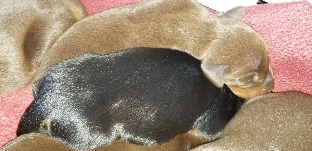 days old doberman puppies