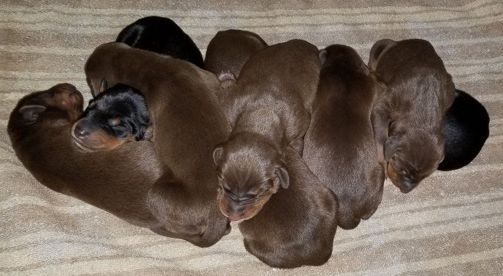 days old doberman puppies