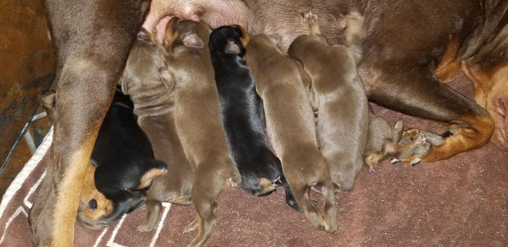 days old doberman puppies