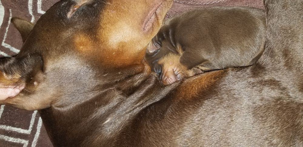 days old doberman puppies