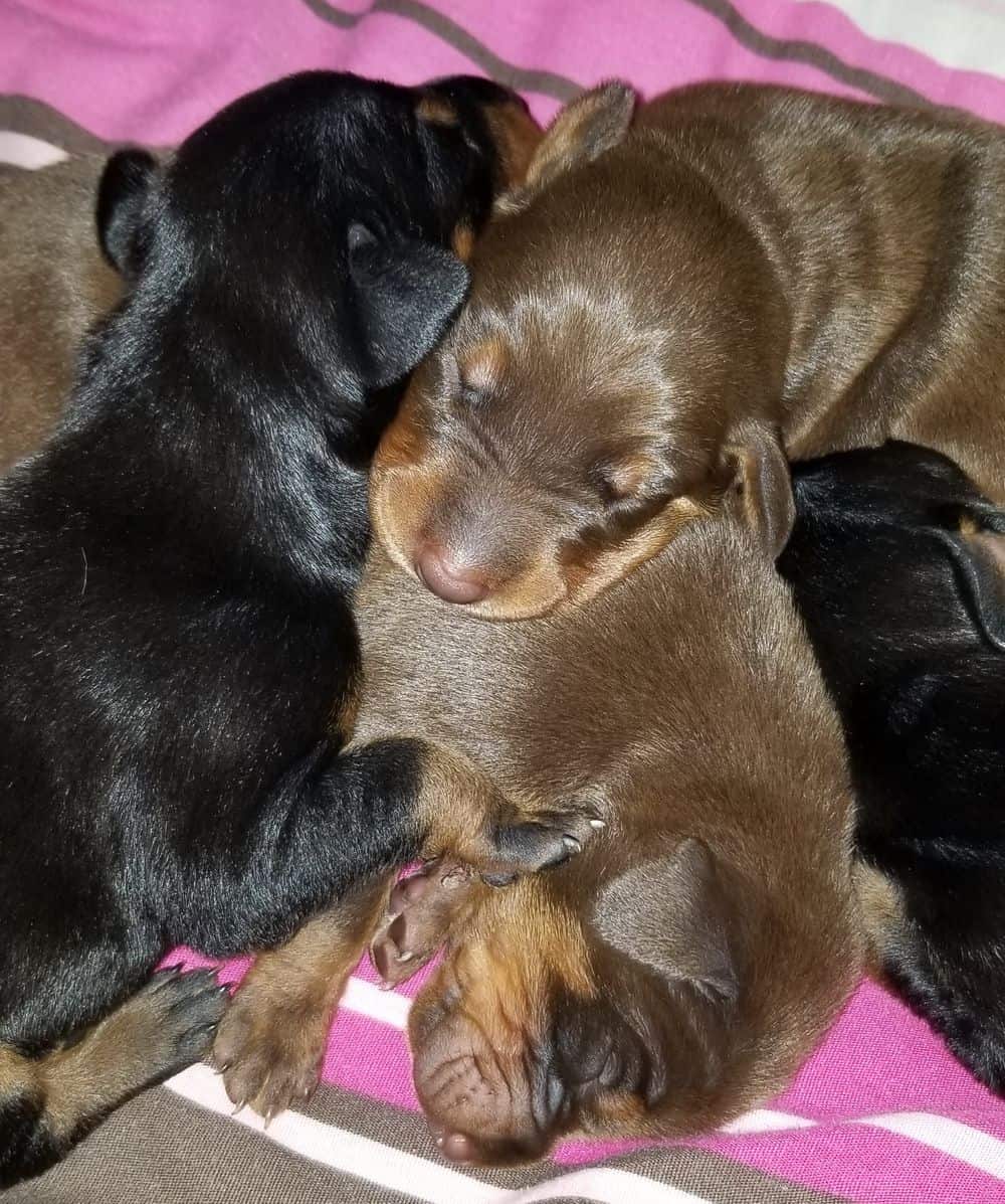 days old doberman puppies