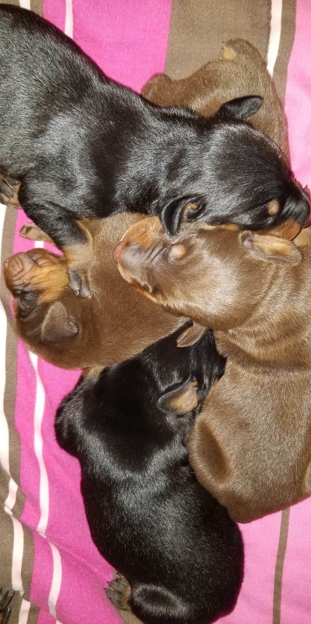 days old doberman puppies