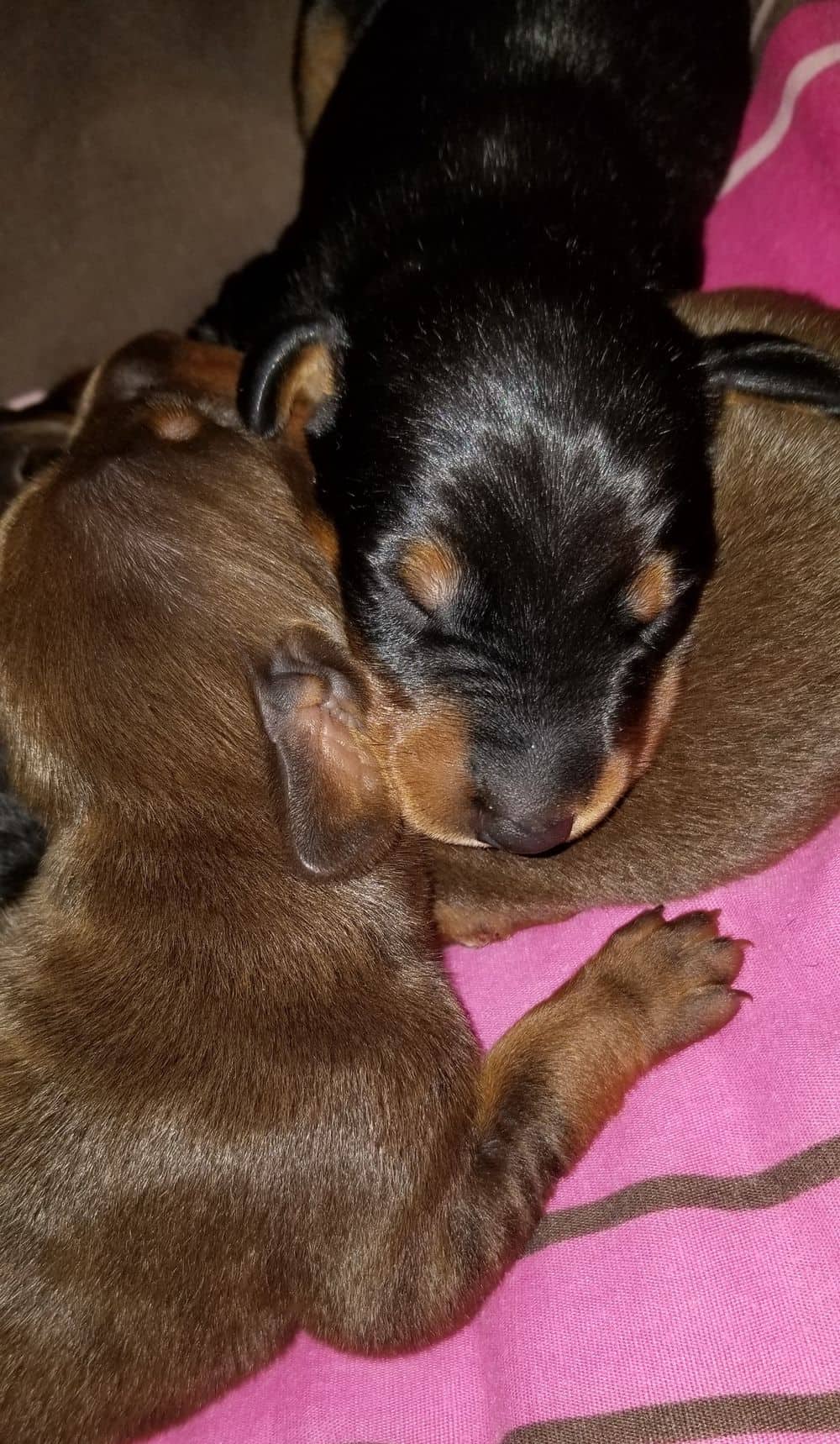 days old doberman puppies