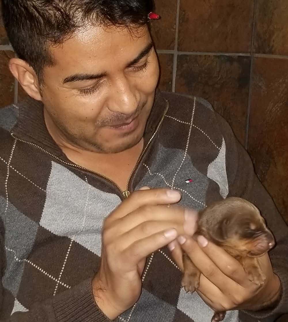 1 week old doberman puppies