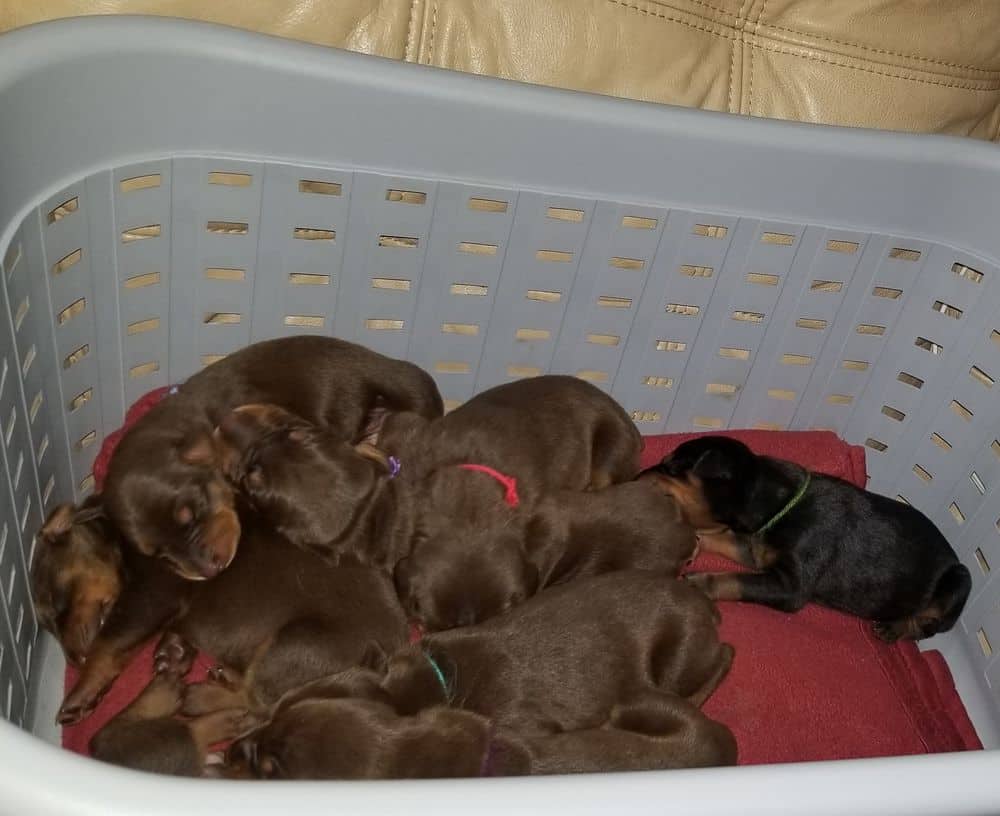 1 week old doberman puppies