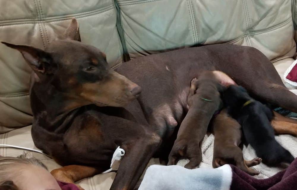 1 week old doberman puppies