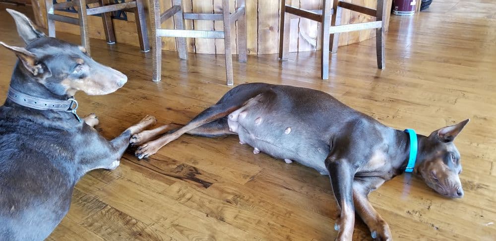 pregnant female doberman mother and her mother