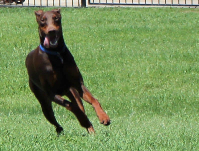 red and rust female doberman