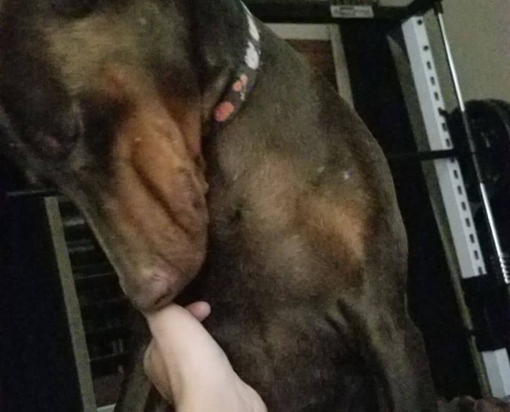 red and rust female doberman