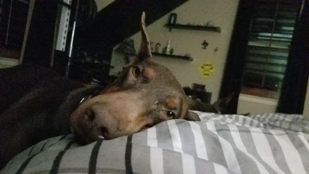 red and rust female doberman