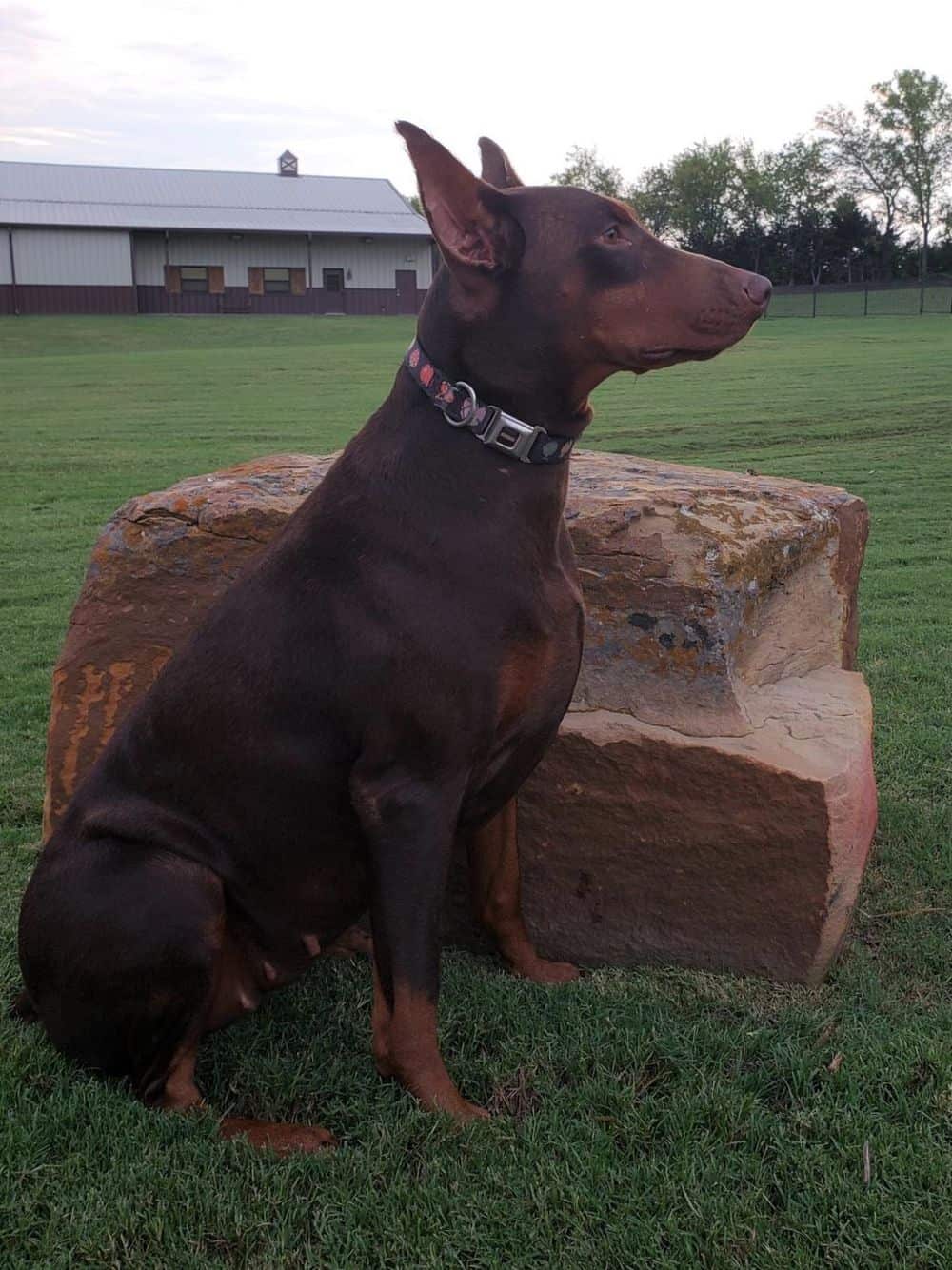 red and rust female doberman