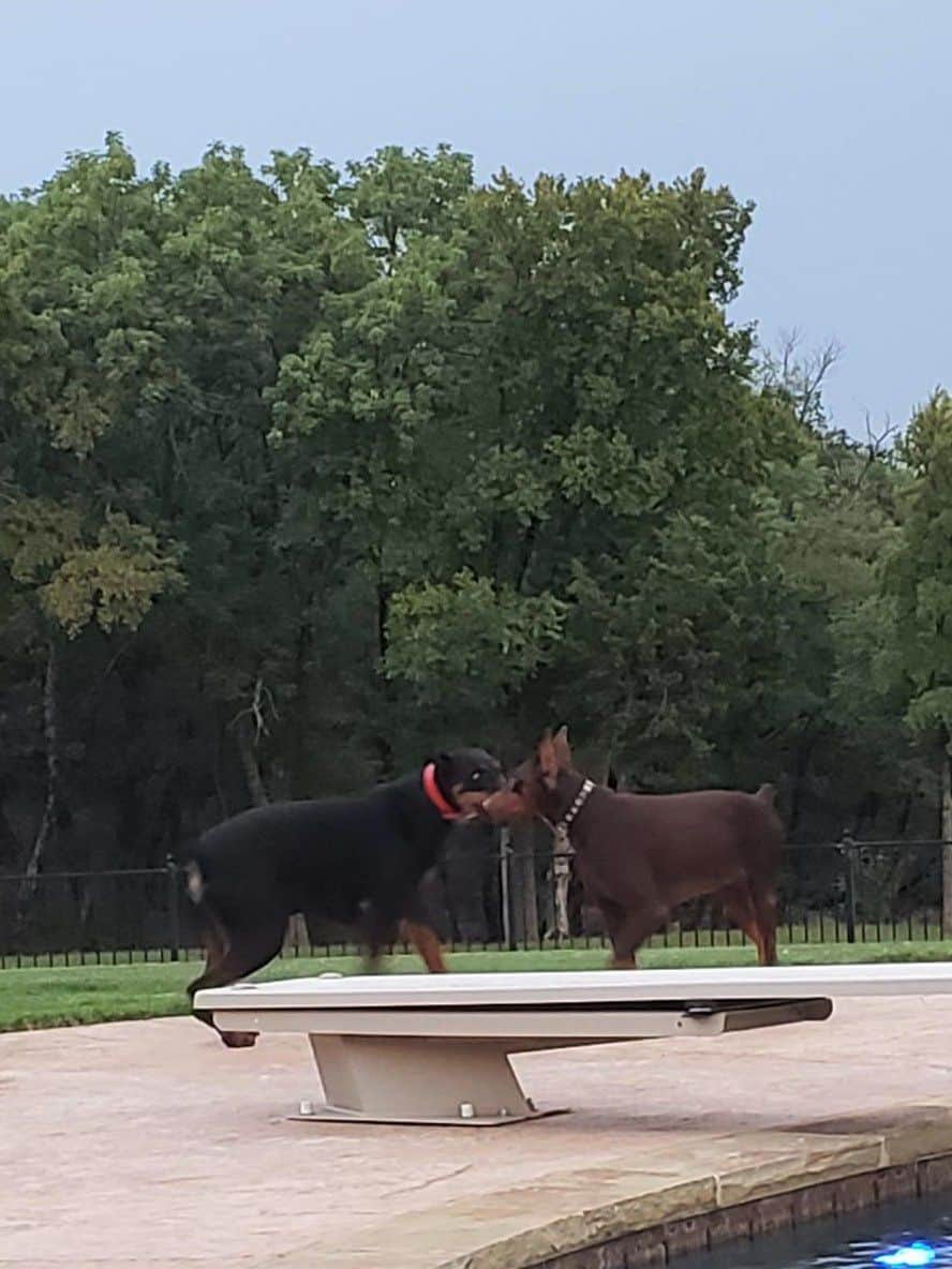 red and rust female doberman and black rust male doberman