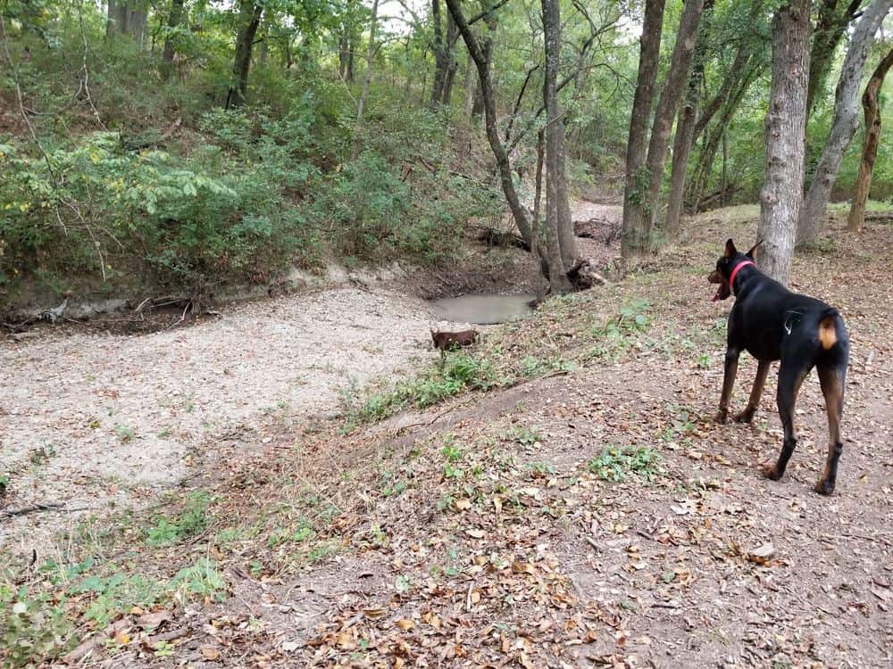 red rust female and black rust male doberman in creek