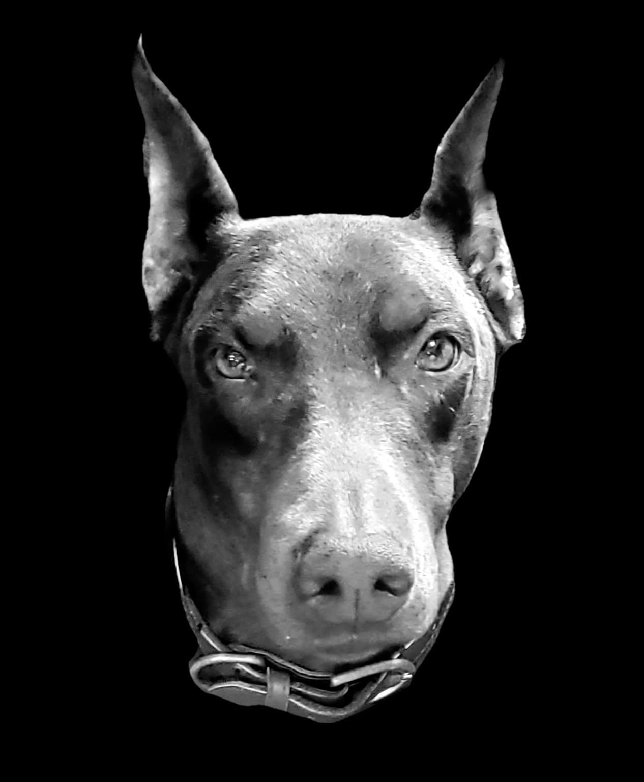 black and white dobie picture