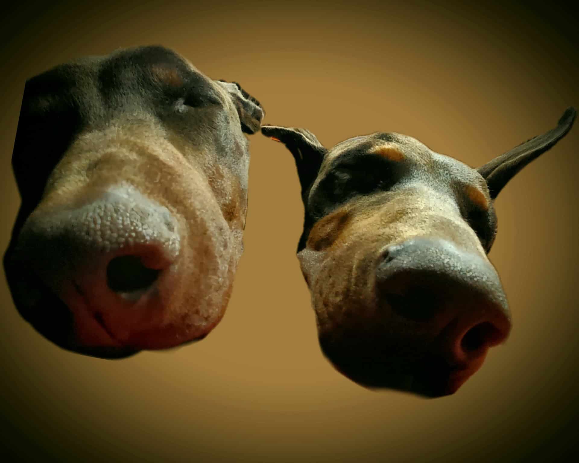 dobie noses picture