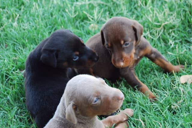 fawn, red, black doberman puppies