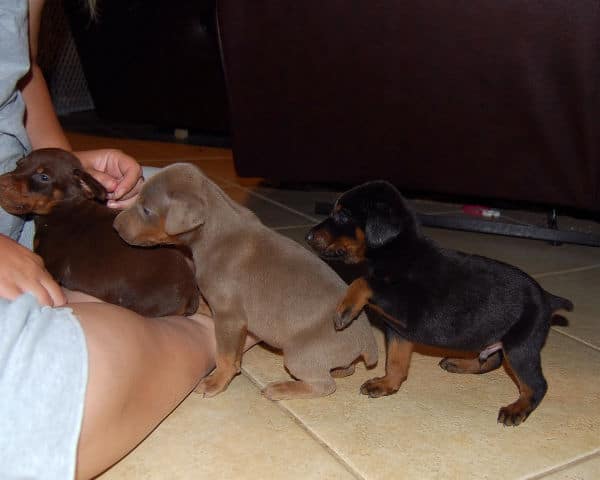 fawn, red, black doberman puppies