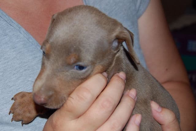 fawn female doberman puppy