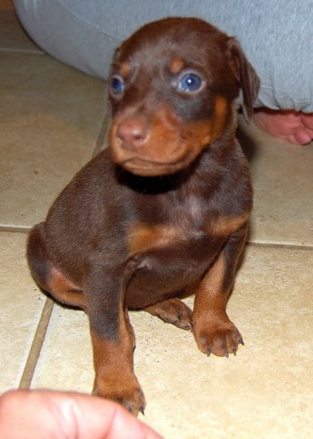 red female doberman puppy