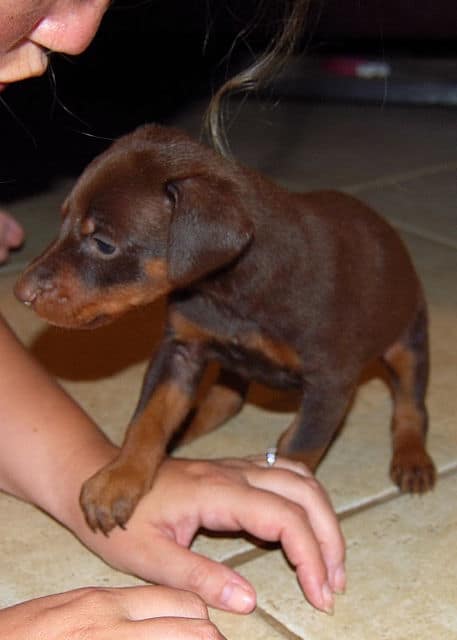 red female doberman puppy