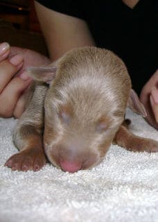 doberman pup