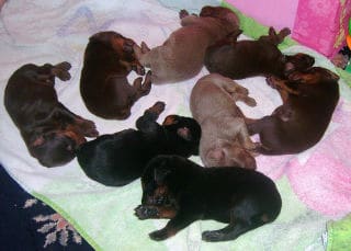 litter of doberman pups