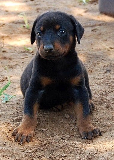 black male doberman puppy