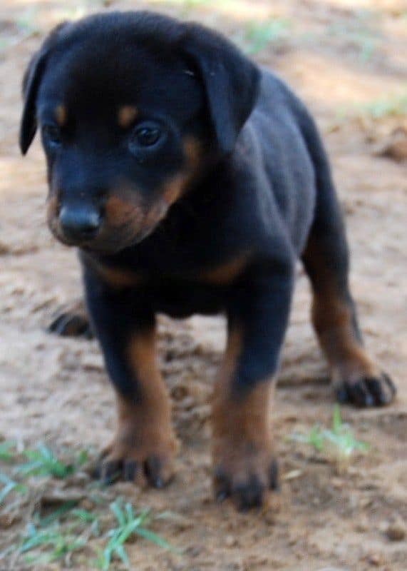 black male doberman puppy