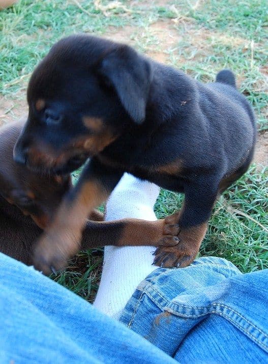 black male doberman puppy