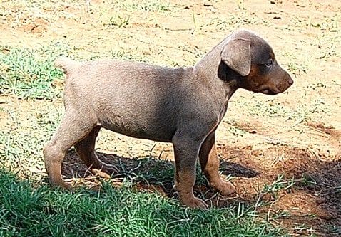 fawn and rust female doberman pup