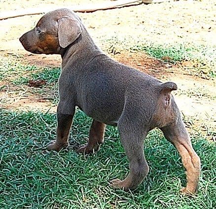 fawn and rust female doberman pup