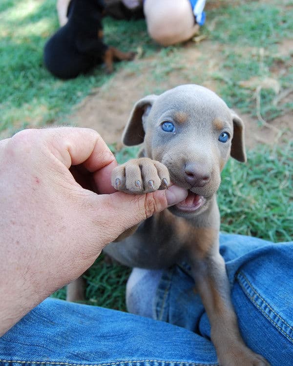 fawn and rust female doberman pup