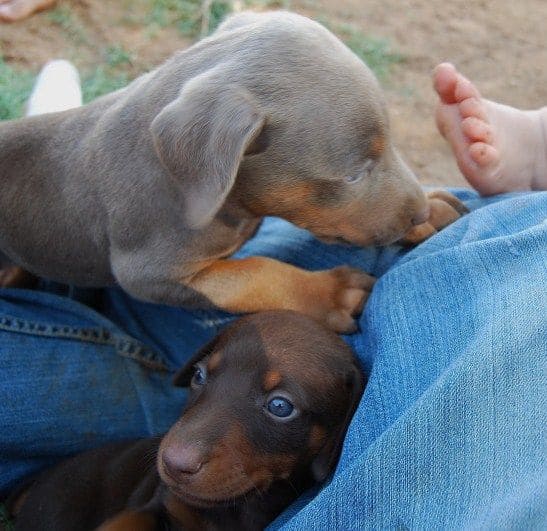 doberman puppies playing