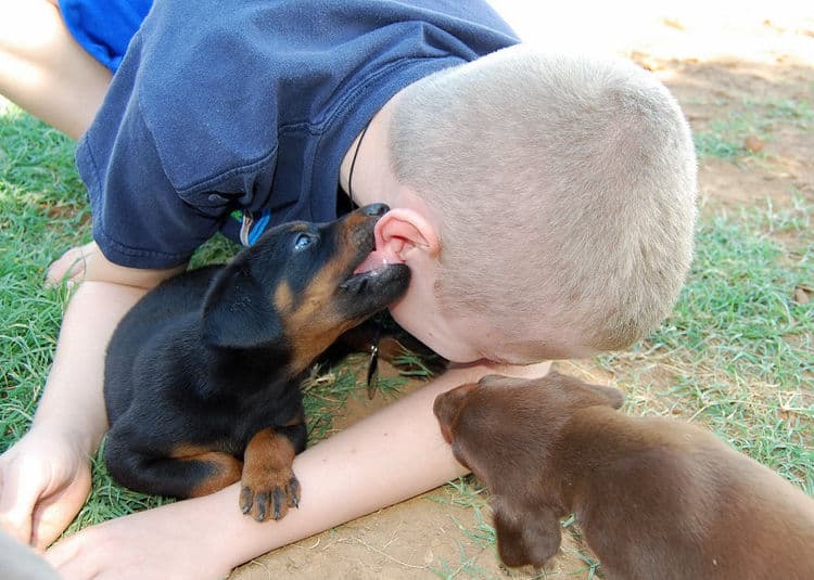 doberman puppies playing