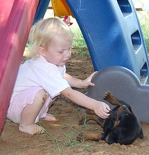 doberman puppies playing