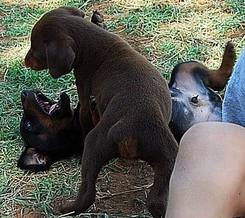 doberman puppies playing