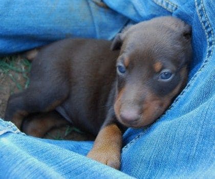 red and rust female doberman pup