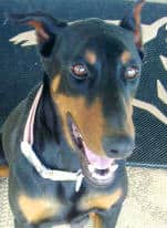 black and rust female doberman dam